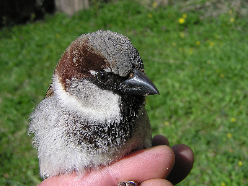 House Sparrow, Digrans 20070430